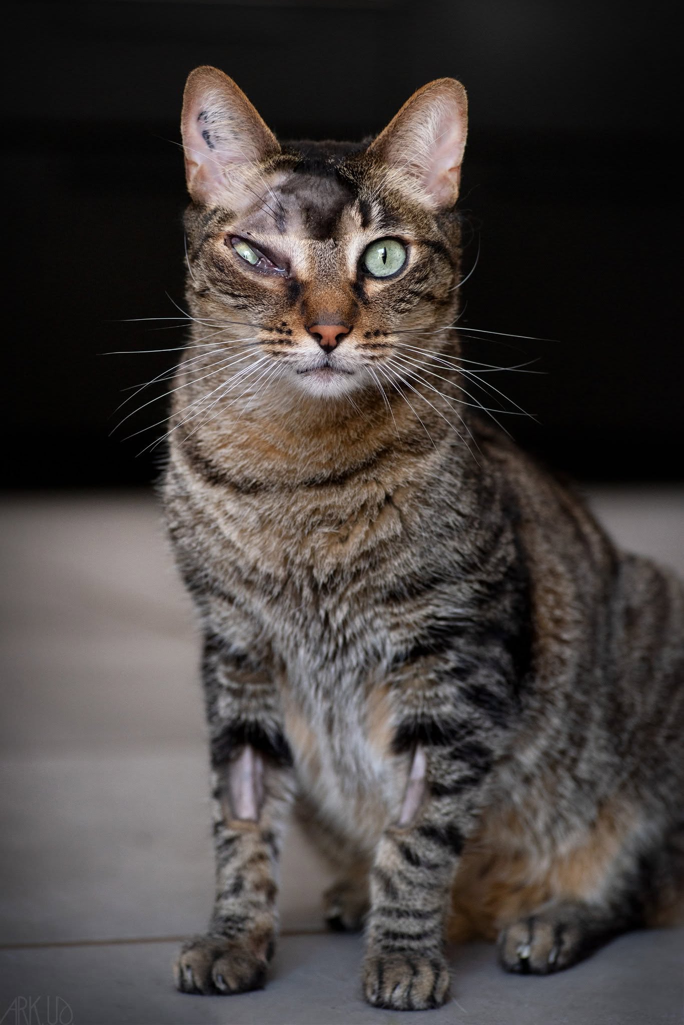Marion embrasse son chat Mowgli atteint d’un cancer derrière l’œil