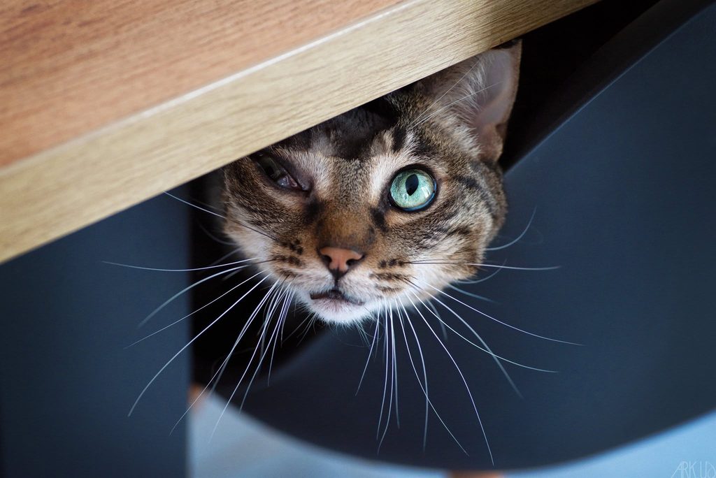 Marion embrasse son chat Mowgli atteint d’un cancer derrière l’œil