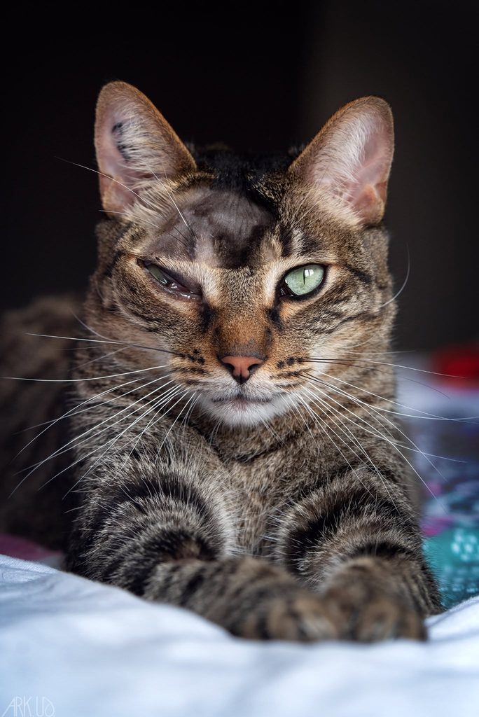 Marion embrasse son chat Mowgli atteint d’un cancer derrière l’œil