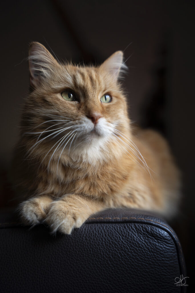 Portrait de Tic Tac, chatte senior photographiée à domicile à Toulon