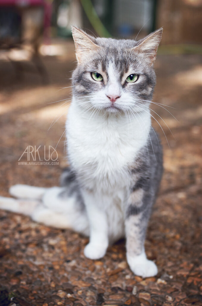 Portrait de Grizouille, chatte paralysée après avoir reçu un plomb