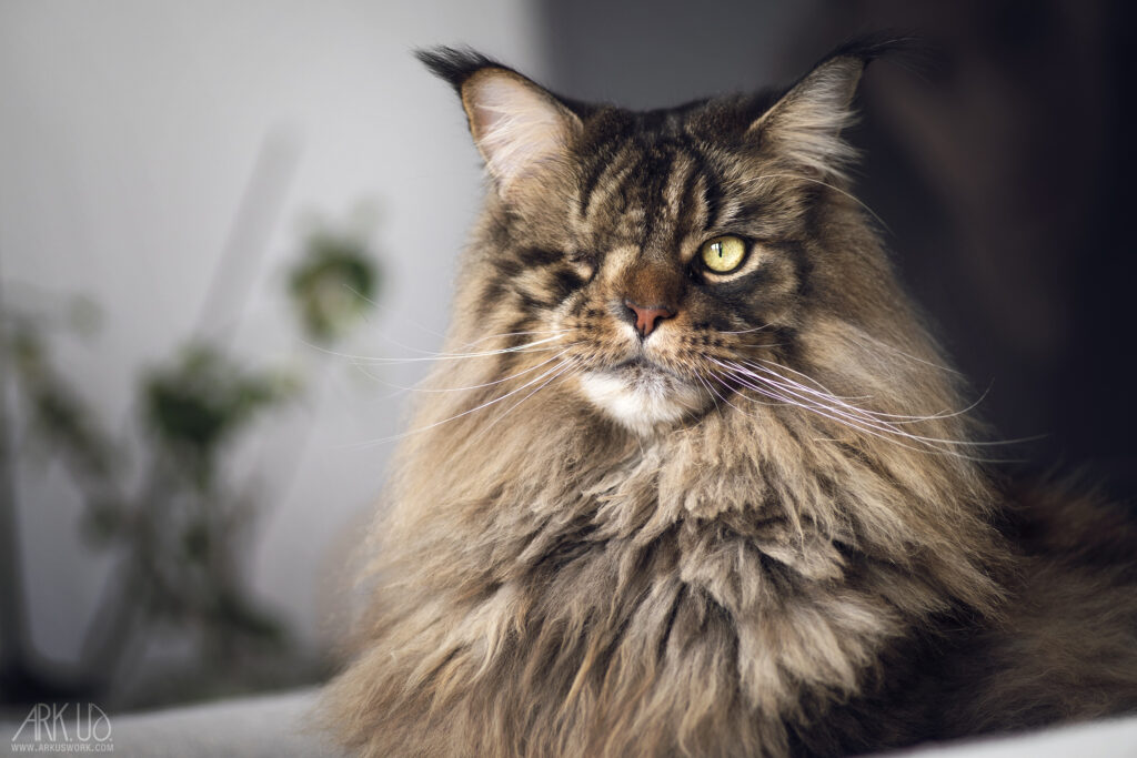 Portrait d’un Maine Coon photographié en lumière naturelle