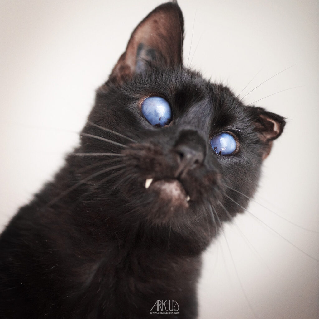 Portrait de Noirou, chat noir aveugle avec une oreille abîmée