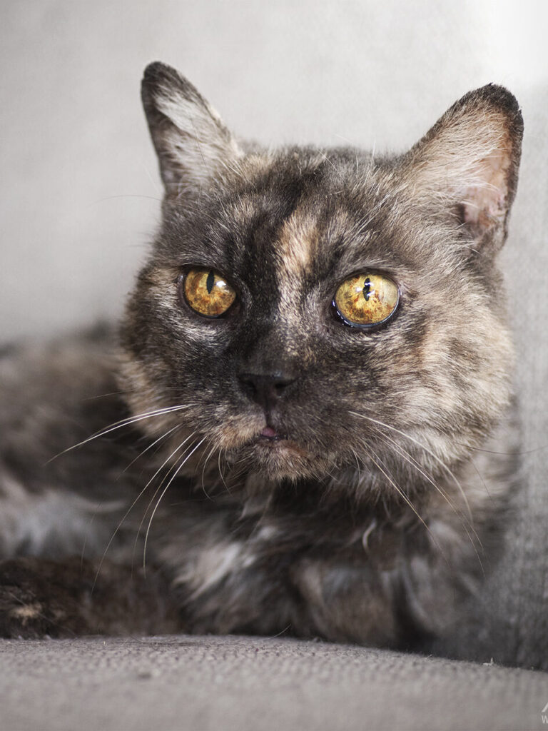 Portrait d’Anecdote, chatte senior écaille de tortue et tripatte