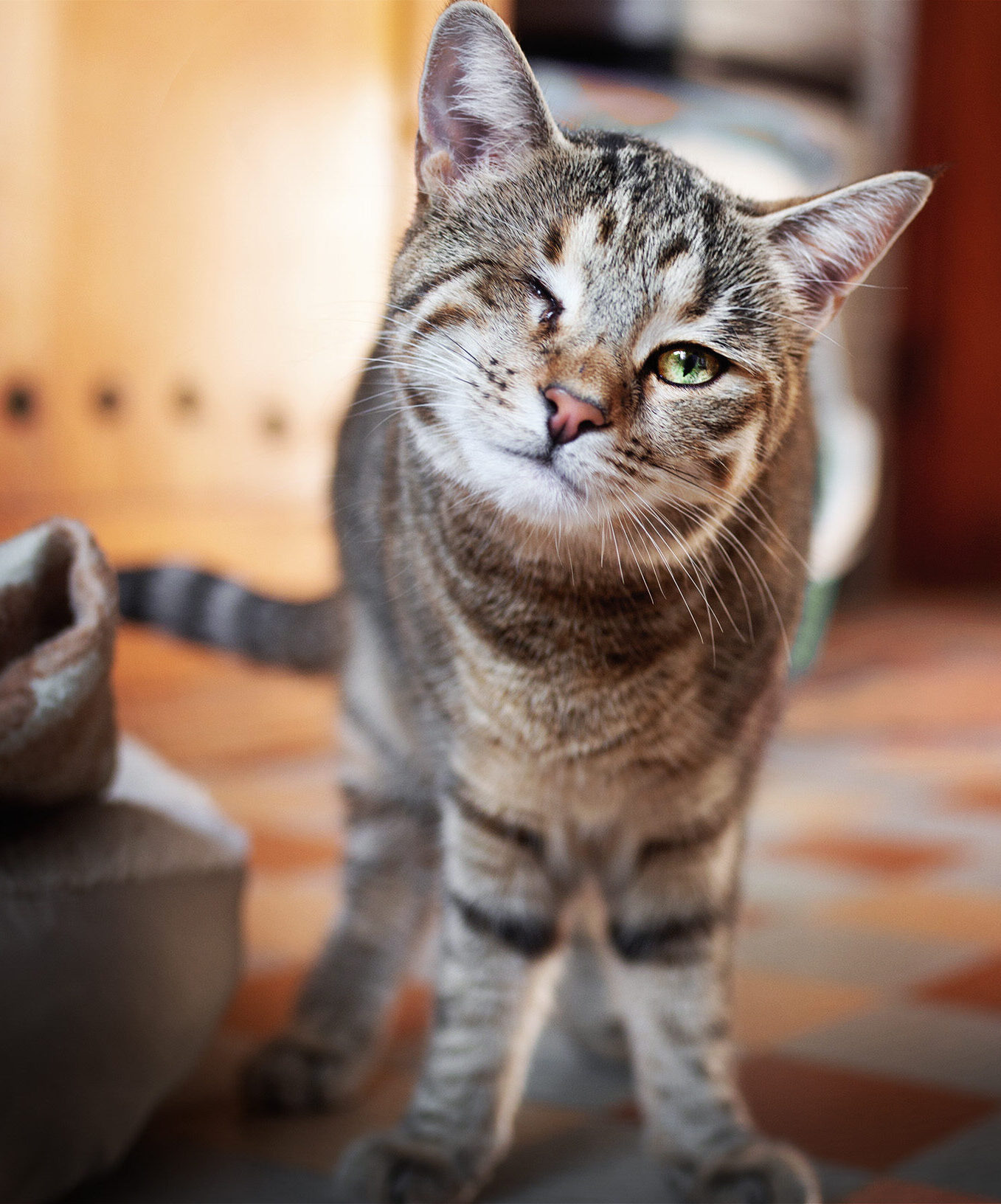Rhapsodie, chatte tigrée ataxique et malvoyante, marche dans la maison