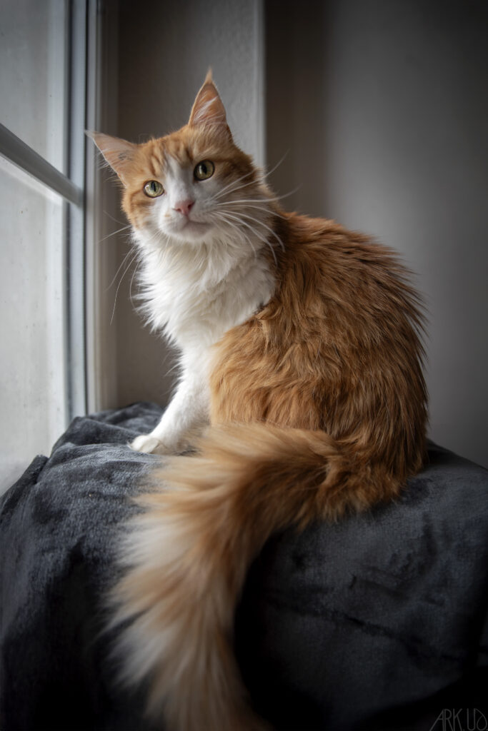 Canelle, chatte senior rousse photographiée chez elle en lumière naturelle