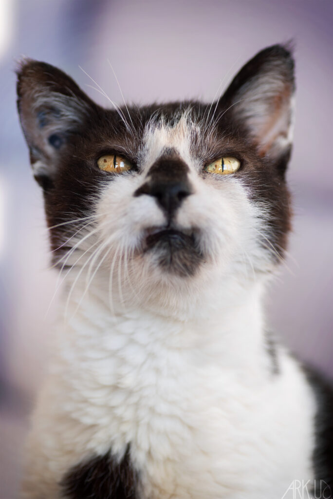 Portrait de Nalo, chat âgé tripatte photographié à La Ciotat
