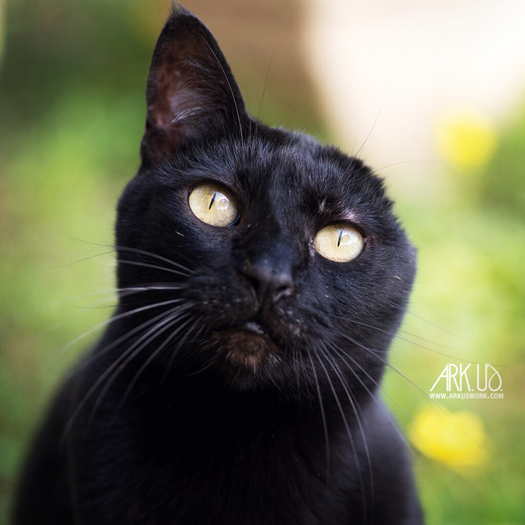 Portrait d’Angie, chatte noire à l’oreille amputée, photographiée à Toulon