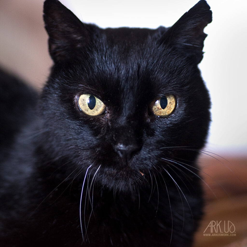 Portrait de Charbon, chat noir senior photographié à Toulon