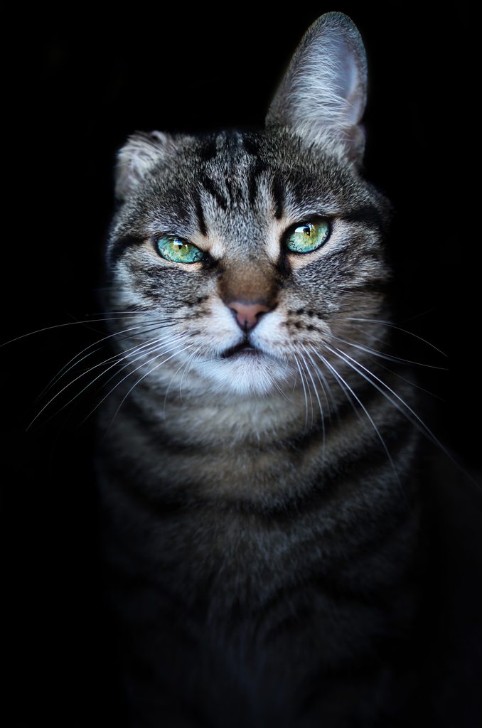 Portrait de Buddy, chat tigré accidenté dans un moteur de voiture