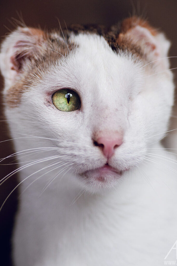 Portrait de Badam, chat blanc borgne aux oreilles amputées