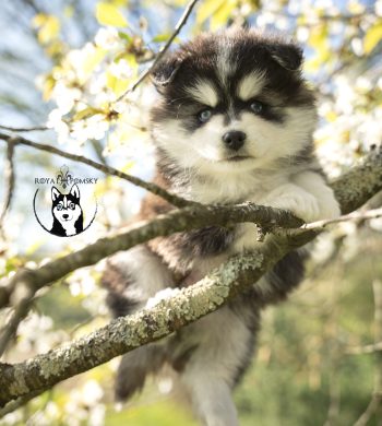 Chiot Pomsky noir et blanc dans un arbre en fleurs – Julia Bénard photographe animalier Toulon