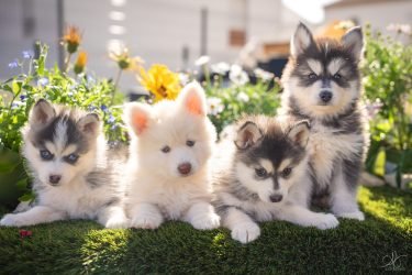 pomsky bébés chiots au soleil avec des fleurs et de la verdure – Julia Bénard photographe animalier Toulon