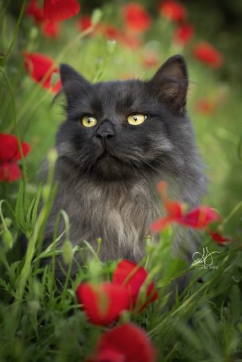chat Sibérien dans les coquelicot rouge vert nature – Julia Bénard photographe animalier Toulon