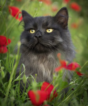 chat Sibérien dans les coquelicot rouge vert nature – Julia Bénard photographe animalier Toulon