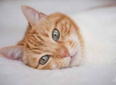Portrait serré d'un chat roux et blanc aux yeux verts sur un lit