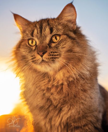 Chat tigré poils mi longs au coucher du soleil au reflet orange