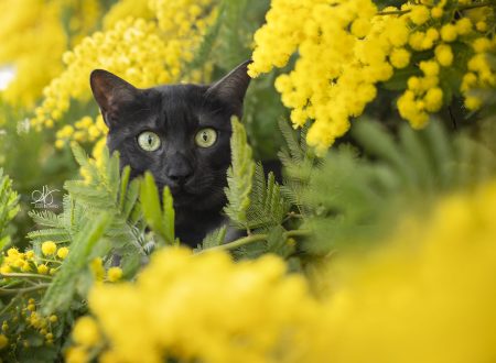 Chat noir de race mau egyptien caché dans les feuilles et fleurs de mimosas en gros plan