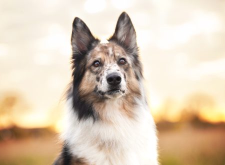 Séance photo en extérieur avec une photographe animalier sur Toulon pour un chien berger australien border collie au coucher de soleil